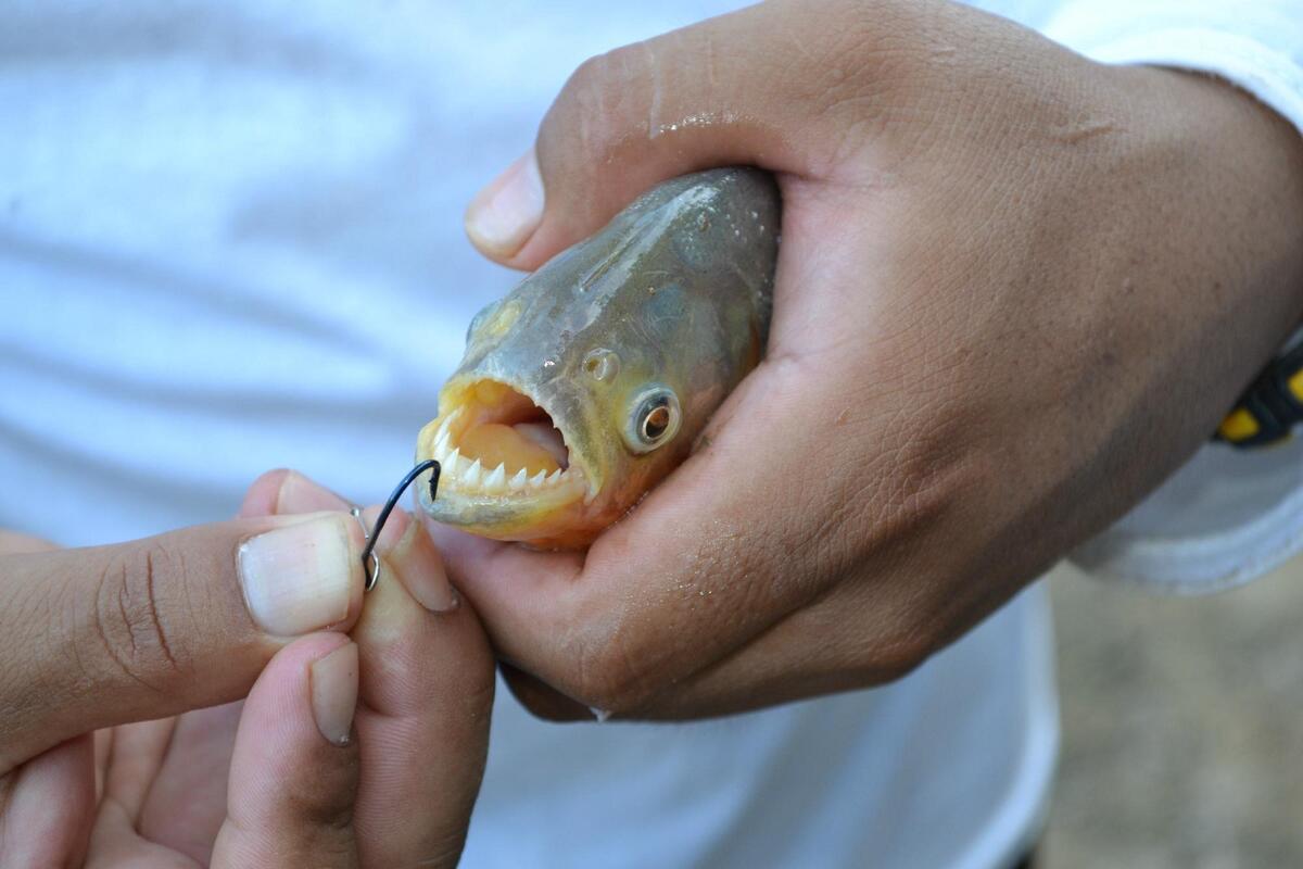 Piranhas